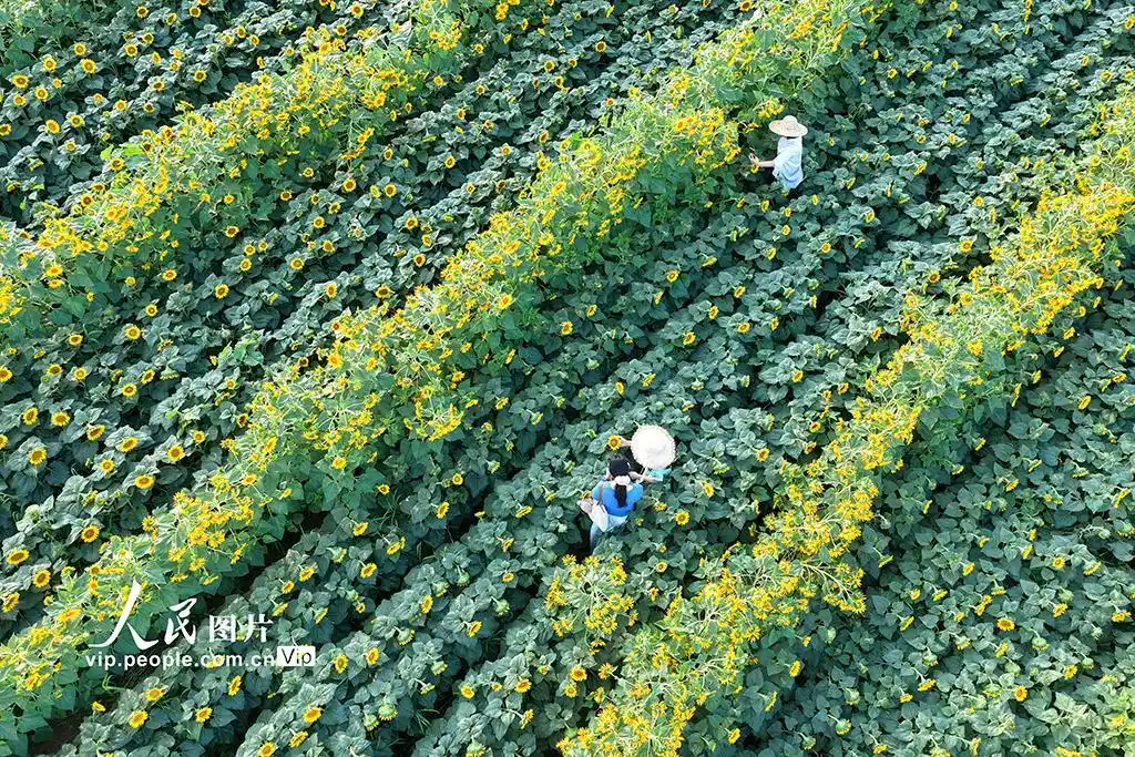 河南济源：油葵绽放