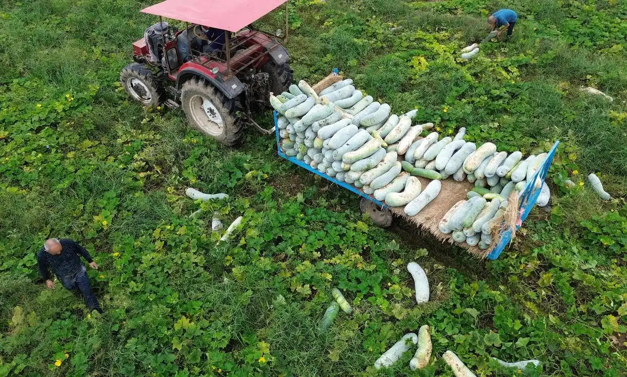 今年全年粮食实现丰收，稳定在1.4万亿斤以上