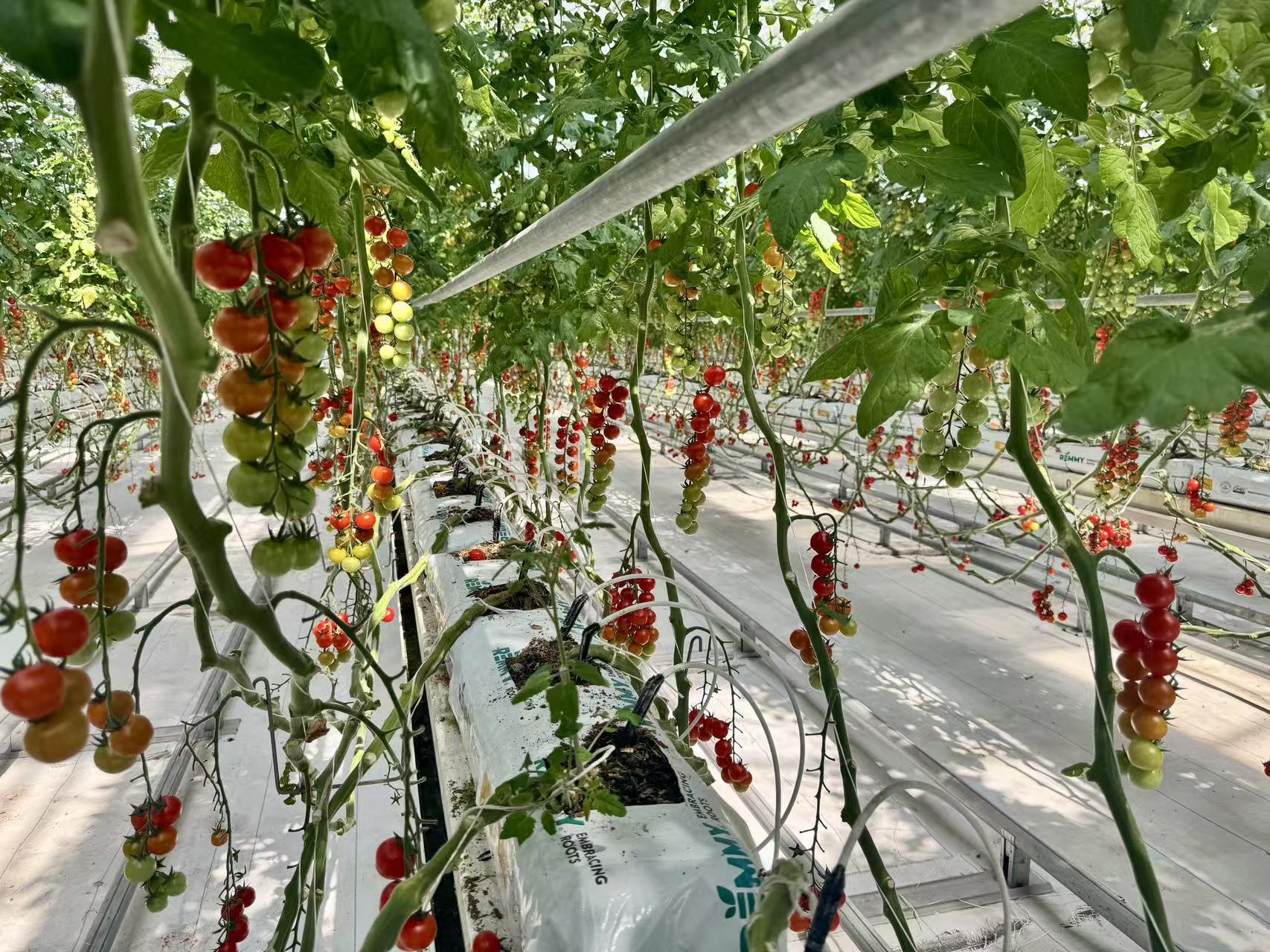 海州区蔬菜产业化种植基地
