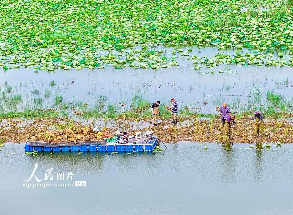 江苏泗洪：栽插蒲草 恢复湿地生态